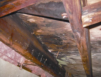 mold and rot in a Richmond crawl space