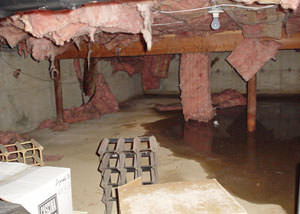 fiberglass insulation dripping off the ceiling of a crawl space in Campbellsville.