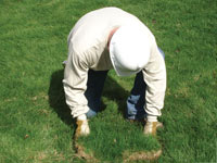 Restoring the landscaping by replacing removed lawn sections for a Danville home.