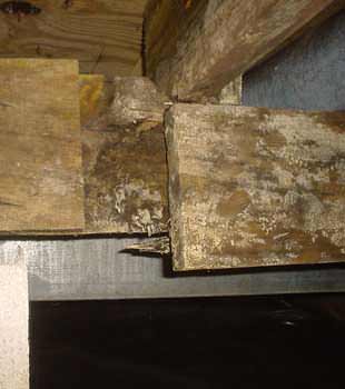 Extensive basement rot found in Georgetown by The Basement Doctor of Central Kentucky