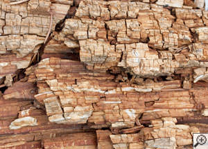 Dry rot damage on wood in Corbin