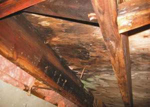 Extensive crawl space rot damage growing in Whitley City