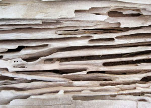 Carpenter ant tunnels and galleries in structural wood in a Whitley City home