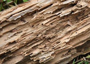 Termite-damaged wood showing rotting galleries outside of a Corbin home