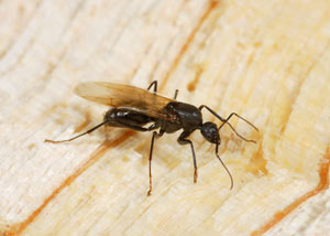 Closeup of a carpenter ant breeder in Berea