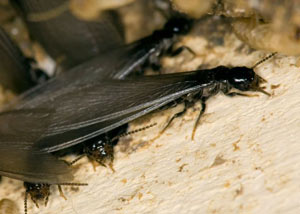 Closeup view of a termite new queen breeder in Monticello