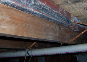 Rotting, decaying wood from mold damage in Williamsburg