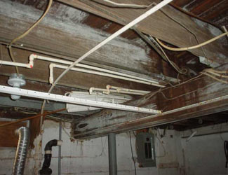 a humid basement overgrown with mold and rot in London